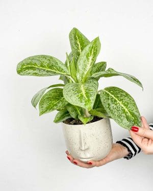 Aglaonema 'Lemon Mint' (Aglaonema) (M)