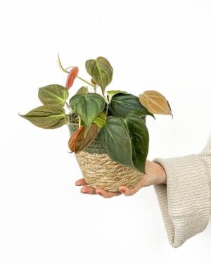 Filodendron 'Micans' (Philodendron scandens) (M)