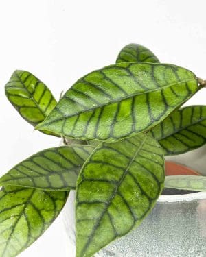 Voskovka 'Callistophylla' (Hoya) (S)
