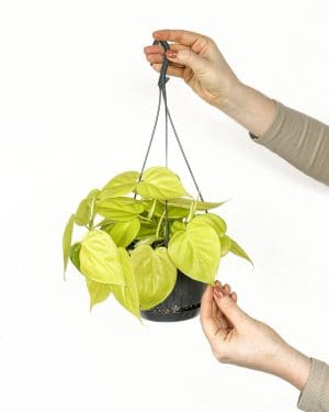 Filodendron 'Lime' (Philodendron scandens) (L)