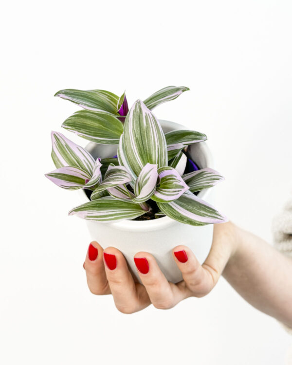 Tradescantia cerinthoides ‘Nanouk’ (S)