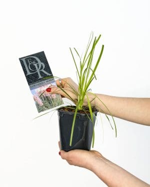 Růžová pampová tráva 'Rosea' (Cortaderia selloana) (M)