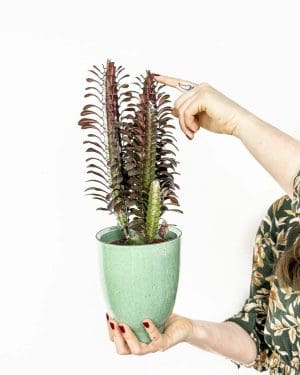 Euphorbia trigona 'Rubra' (M)