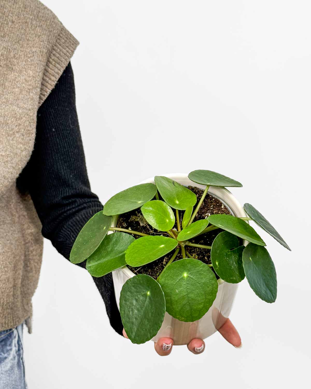 Pilea peperomioides (Pilea) (M)
