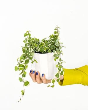 Fíkovník šplhavý 'Belle Sunny' (Ficus pumila) (M)