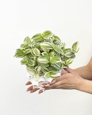 Voděnka 'Brightness' (Tradescantia fluminensis) (M)