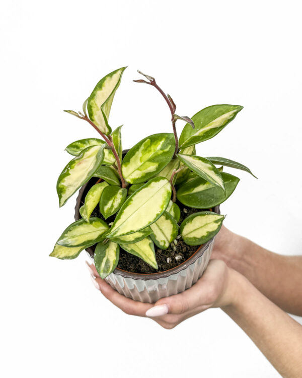 Hoya carnosa 'Tricolor' (M) - Džungla Plants