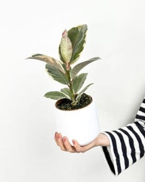 Fikus 'Tineke' (Ficus elastica) (M)