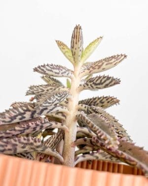 Kalanchoe 'Pink Butterflies' (Kalanchoe daigremontiana) (S)