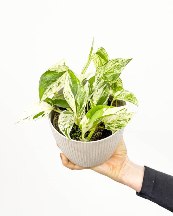 Marble Queen pothos (Epipremnum pinnatum) (M)