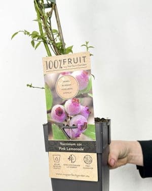 Borůvka 'Pink Lemonade' (Vaccinium corymbosum) (L)