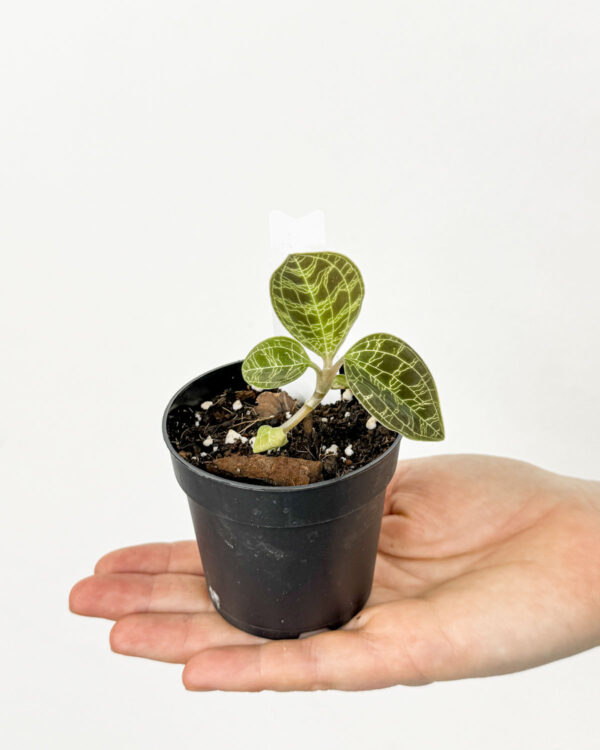 Jewel orchid (Macodes petola) (XS)