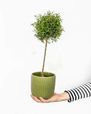 Myrta obecná (Myrtus communis) (M)