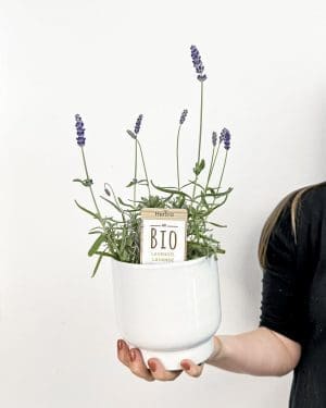 Levandule lékařská (Lavandula angustifolia) (M)