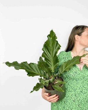 Anthurium crassinervium ‘Jungle Bush’ (L)