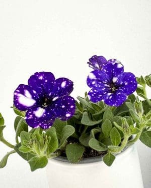 Petunia ‘Night Sky’ (S)