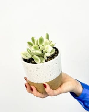 Cotyledon ladismithiensis 'Variegata' (S)