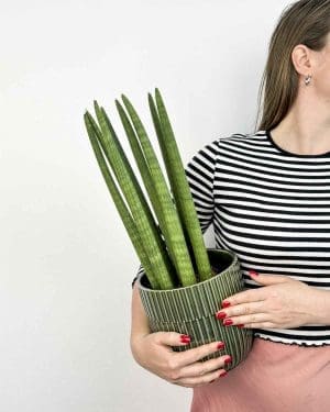 Sansevieria cylindrica 'Straight' (Motýlí jazyk) (M)