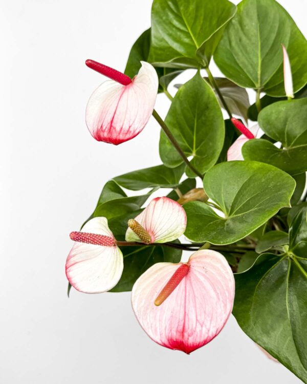 Toulitka Andréova ‘Karma Hotlips’ (Anthurium andraeanum) (L)