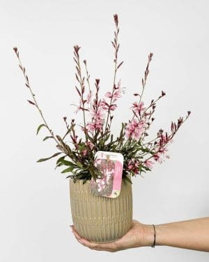Svíčkovec Lindheimerův 'Gaudi Rose' (Gaura lindheimeri) (M)