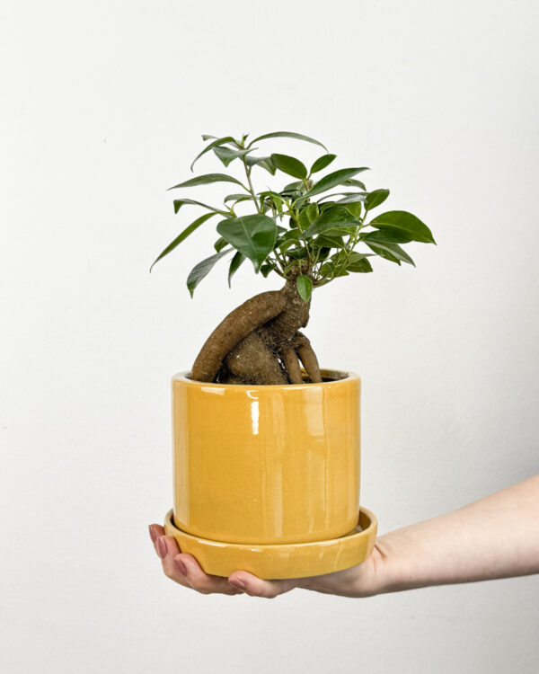 Ficus microcarpa 'Ginseng' (M)