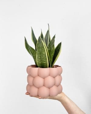 Sansevieria trifasciata 'Canary' (Tchýnin jazyk) (S)