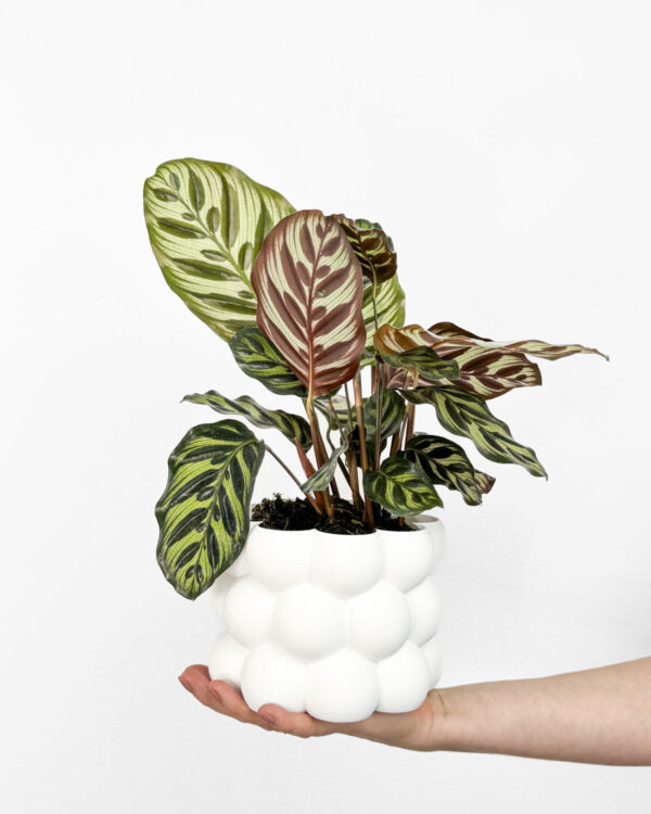 Calathea makoyana (M)