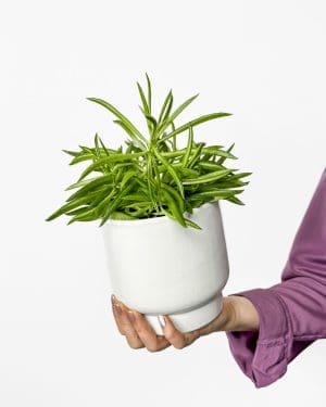 Peperomia 'Happy Bean' (Peperomia ferreyrae) (S)