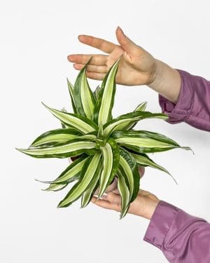 Dracéna 'Malaika' (Dracaena fragrans) (M)