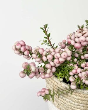 Libavka hrotitá - světle růžová (Gaultheria mucronata) (M)