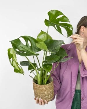 Monstera deliciosa (Monstera) (L)