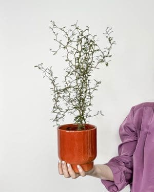 Sofora 'Little Baby' (Sophora prostrata) (M)