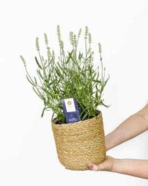 Bílá levandule (Lavandula angustifolia 'Aromance White') (L)