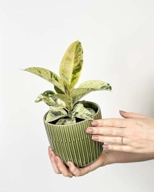 Fíkus 'Shivereana' (Ficus elastica) (M)