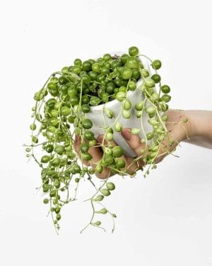 String of Pearls (Senecio rowleyanus) (M)
