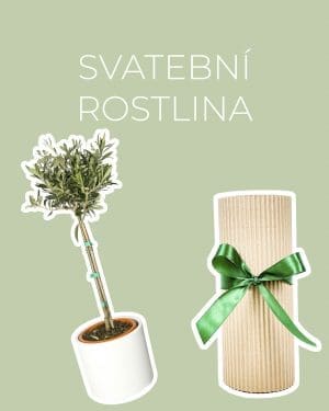 Dárek - Svatební rostlina (Olivovník L)
