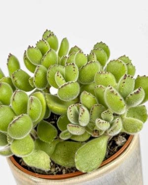 Medvědí tlapky (Cotyledon tomentosa ladismithiensis) (S)