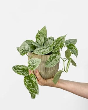 Satin potos 'Silvery Ann' (Scindapsus pictus) (S)