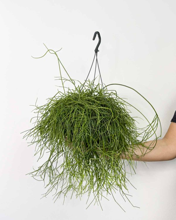 Ripsalis 'Oasis' (Rhipsalis baccifera) (L)