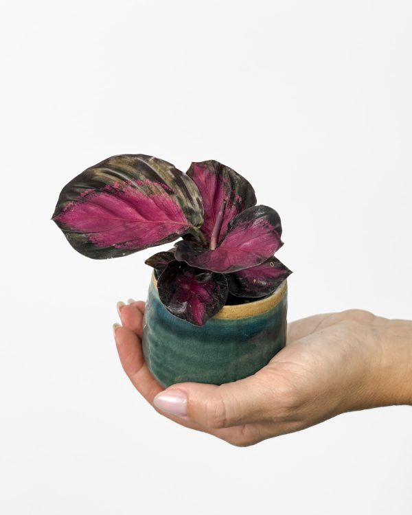 Kalatea 'Rosy' (Calathea roseopicta) (XS)