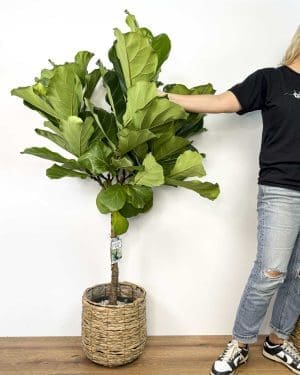 Fíkus lyrata s korunou (Ficus) (XL)