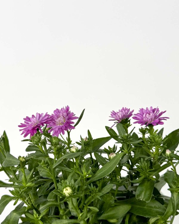 Hvězdnice 'Red Regent' (Aster) (S)