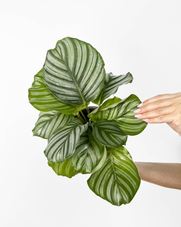 Kalatea orbifolia (Calathea) (M)