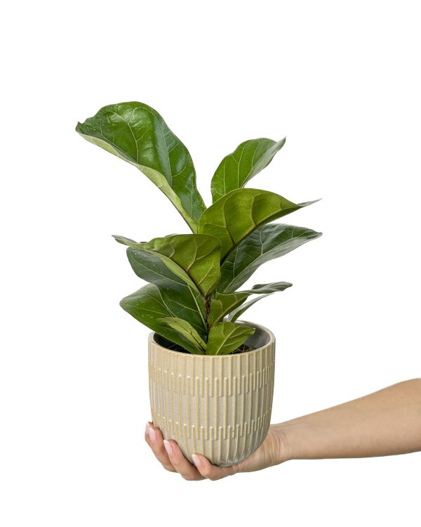 Fikus lyrata (Ficus) (M)