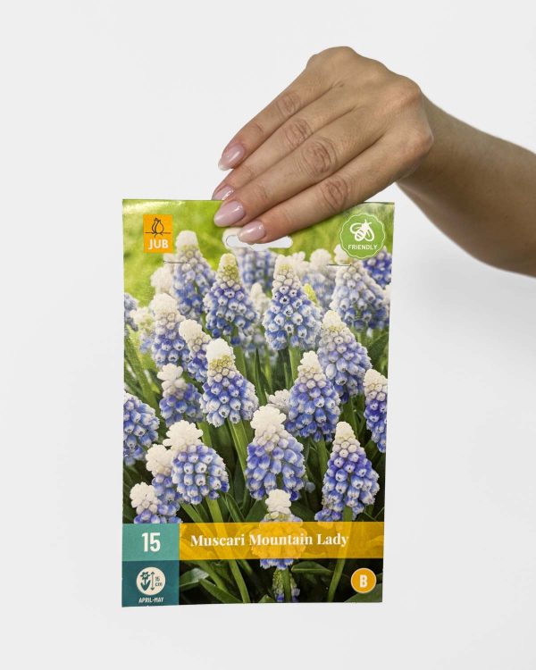 Cibulky - Modřenec 'Mountain Lady' (Muscari)