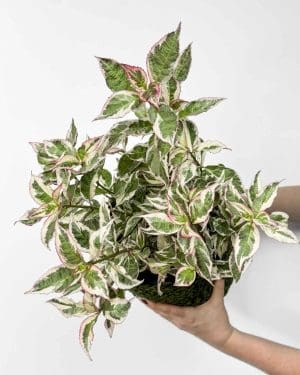 Hortenzie 'Euphoria Pink' (Hydrangea serrata) (L)