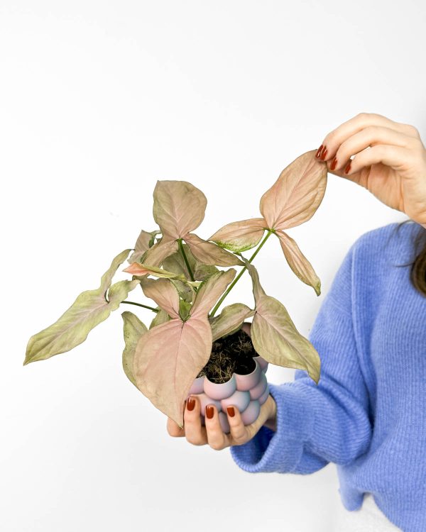 Syngonium ‘Pink Splash Reverted’ (Syngonium podophyllum) (S)