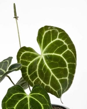 Anturium clarinervium (Anthurium) (M)