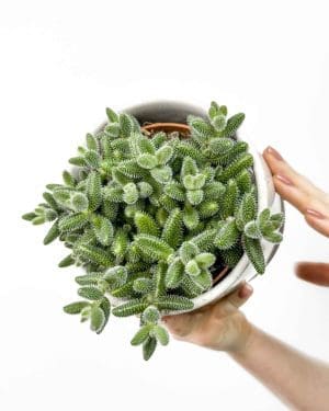 Okurková rostlina (Delosperma echinatum) (M)