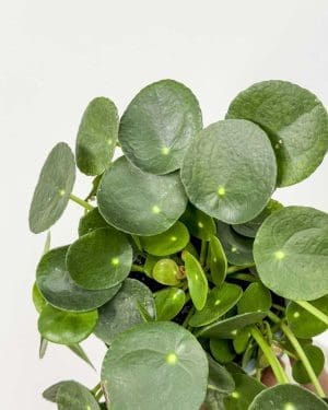 Pilea peperomioides (Pilea) (M)